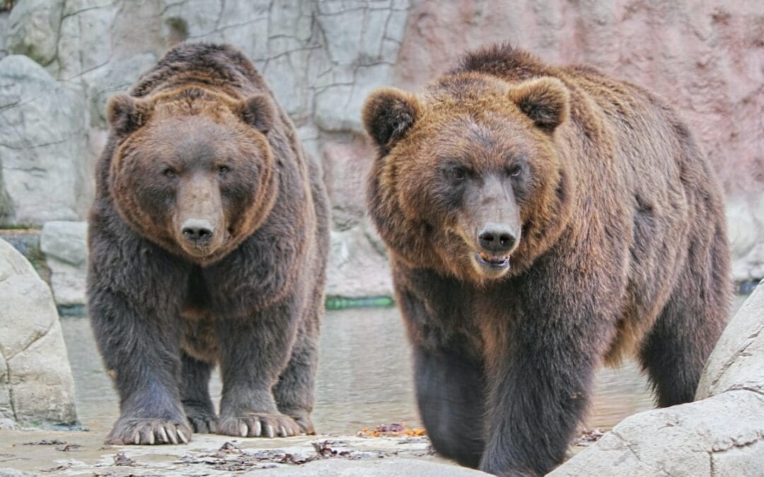 10 Amazing Facts About Bears