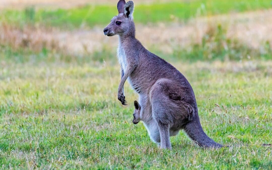 10 Fun Facts About Kangaroos