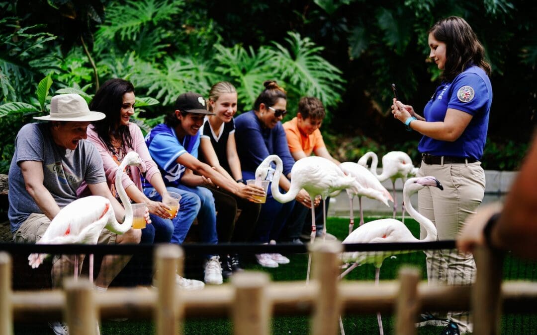 Zoo Volunteer Programs: How You Can Help Make a Difference in New York