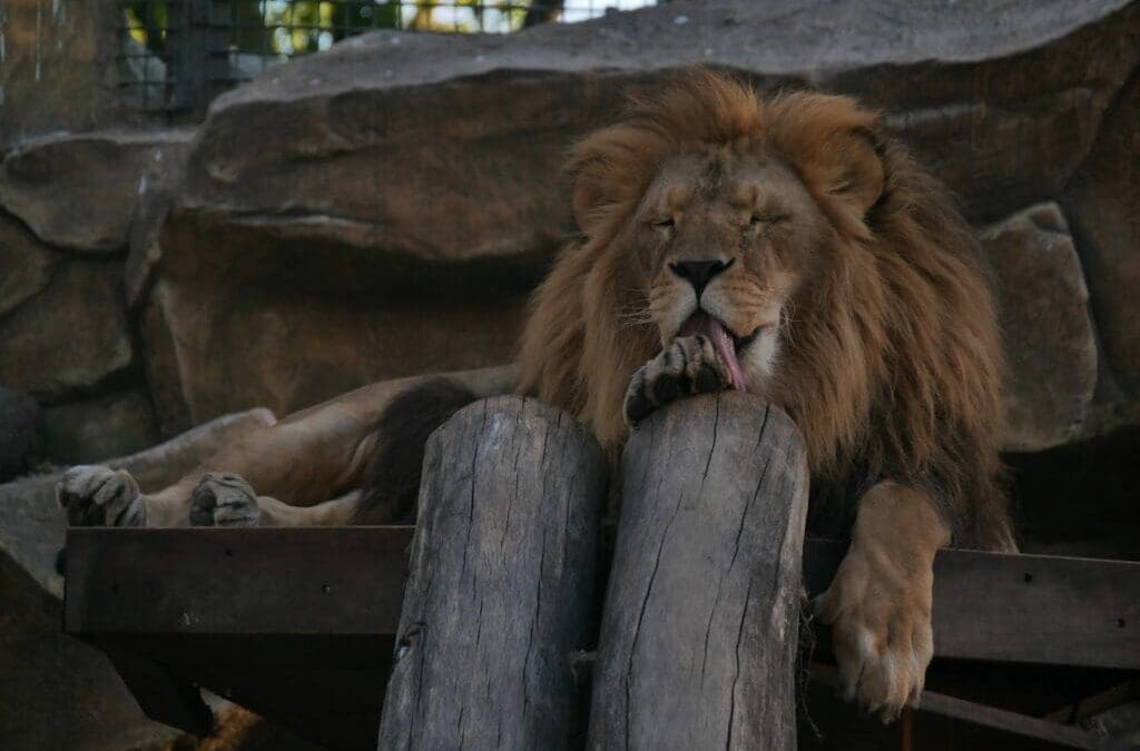 How the Ukrainian Zoos Are Coping with Conflict: Resilience Amidst Turmoil